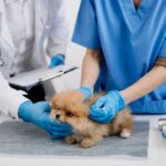 rol del auxiliar técnico de veterinaria
